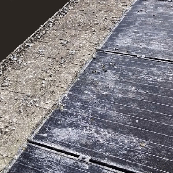 Pigeons Under Solar Panels