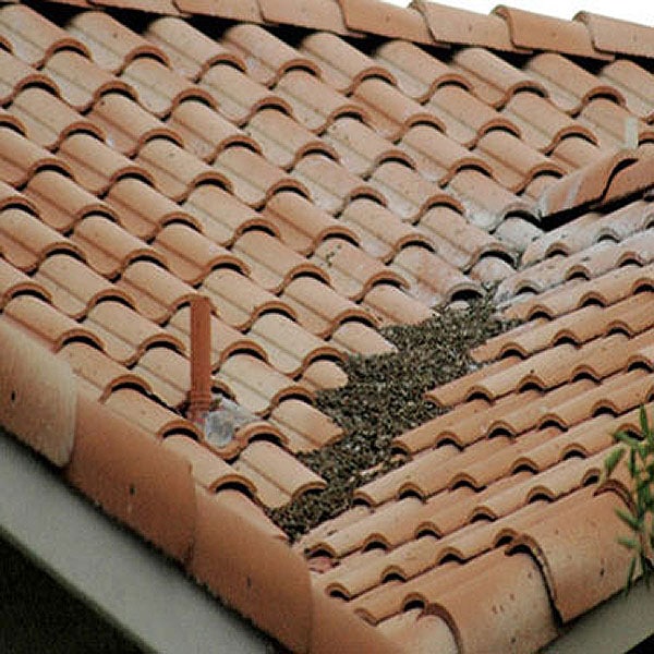 Pigeon Bird Poop On Roof