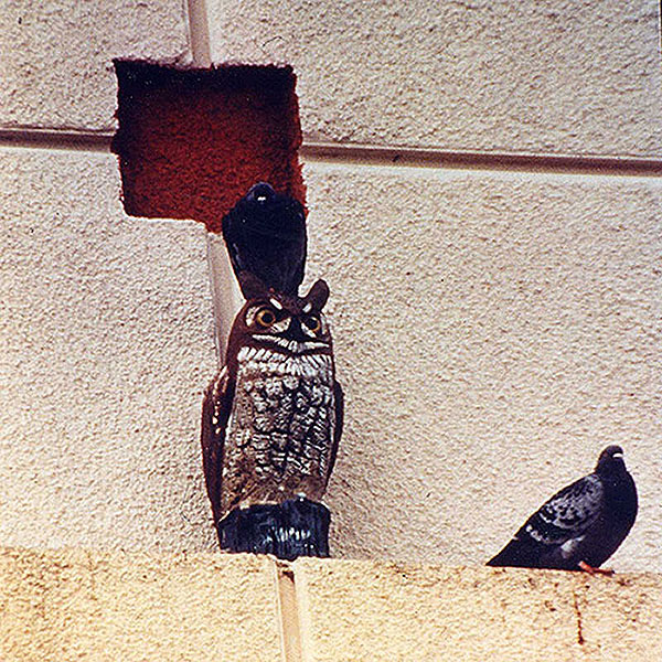 Pigeon Bird Poop On Roof